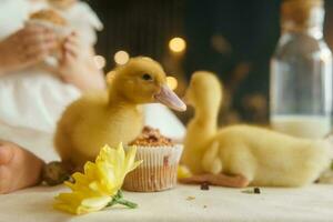 Cute fluffy ducklings on the Easter table with quail eggs and Easter cupcakes, next to a little girl. The concept of a happy Easter photo