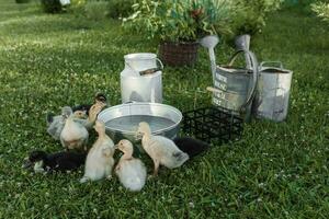 Ducks on the farm. Light and dark ducklings drink water from an iron trough. The concept of life on the farm. photo