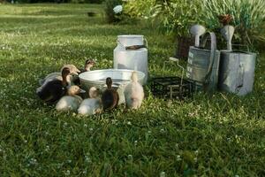 patos en el granja. ligero y oscuro patitos bebida agua desde un hierro canal. el concepto de vida en el granja. foto