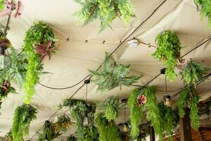 Cafe interior with elements of biophilic design. The ceiling is decorated with hanging indoor plants. The concept of biophilia photo