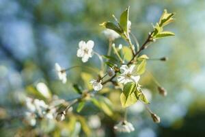 Blooming cherry branches with white flowers close-up, background of spring nature. Macro image of vegetation, close-up with depth of field. photo