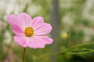 Beautiful pink flowers growing in the garden. Gardening concept, close-up. photo