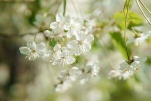 Blooming cherry branches with white flowers close-up, background of spring nature. Macro image of vegetation, close-up with depth of field. photo