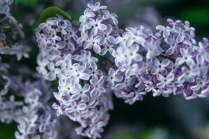 Background with lilac flowers close-up. Macro shooting. photo