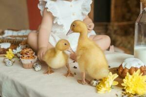 A little girl is sitting on the Easter table and playing with cute fluffy ducklings. The concept of celebrating happy Easter. photo