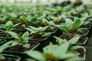 Greenhouse with a large variety of green plants. The concept of planting crops in spring. photo
