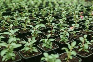 invernadero con un grande variedad de verde plantas. el concepto de plantando cultivos en primavera. foto