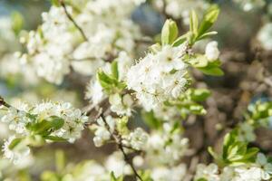 Blooming cherry branches with white flowers close-up, background of spring nature. Macro image of vegetation, close-up with depth of field. photo