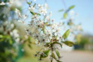 Blooming cherry branches with white flowers close-up, background of spring nature. Macro image of vegetation, close-up with depth of field. photo