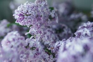 Background with lilac flowers close-up. Macro shooting. photo