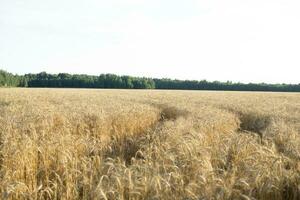 Ears of wheat growing in the field. The concept of harvesting. photo