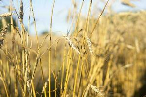 Ears of wheat growing in the field. The concept of harvesting. photo