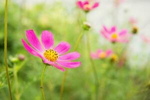 Beautiful pink flowers growing in the garden. Gardening concept, close-up. photo