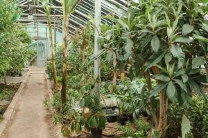 invernadero con un grande variedad de verde plantas. el concepto de plantando cultivos en primavera. foto