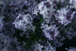 Background with lilac flowers close-up. Macro shooting. photo