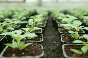 Greenhouse with a large variety of green plants. The concept of planting crops in spring. photo