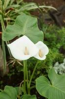 flor - blanco calla de cerca. invernadero con un grande variedad de verde plantas. el concepto de plantando cultivos en primavera. foto