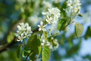 Blooming cherry branches with white flowers close-up, background of spring nature. Macro image of vegetation, close-up with depth of field. photo