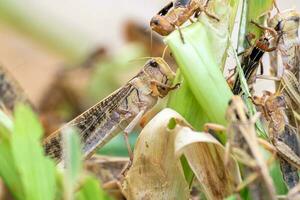 saltamontes Patanga comiendo un hoja con entusiasmo, Patanga en colgando césped en saltamontes granja foto