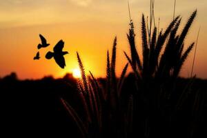 puesta de sol terminado el bosque con volador pájaro siluetas y naranja borroso antecedentes con césped flor foto