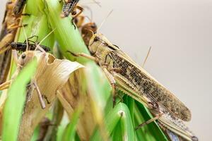 saltamontes Patanga comiendo un hoja con entusiasmo, Patanga en colgando césped en saltamontes granja foto