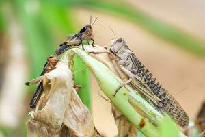 saltamontes Patanga comiendo un hoja con entusiasmo, Patanga en colgando césped en saltamontes granja foto