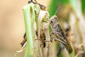 Grasshopper Patanga eating a leaf with gusto, Patanga on hanging grass in Grasshopper farm photo