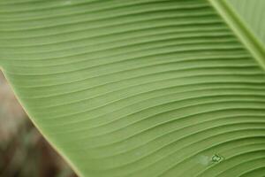 A leaf of a green plant in close-up, macro photography. photo