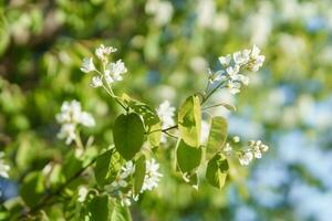 Blooming cherry branches with white flowers close-up, background of spring nature. Macro image of vegetation, close-up with depth of field. photo