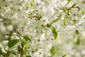 Blooming cherry branches with white flowers close-up, background of spring nature. Macro image of vegetation, close-up with depth of field. photo