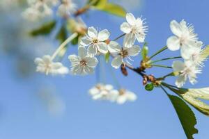 Blooming cherry branches with white flowers close-up, background of spring nature. Macro image of vegetation, close-up with depth of field. photo