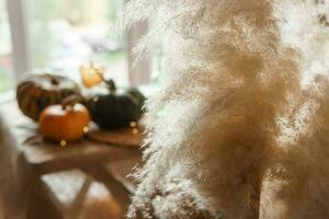 Autumn interior. A table covered with dishes, pumpkins, a relaxed composition of Japanese pampas grass. Interior in the photo Studio. Close - up of a decorated autumn table