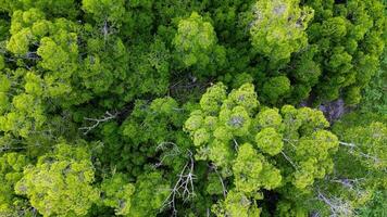 Aerial view look down green mangrove trees video