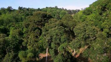 aéreo cerca arriba mosca terminado Durian árbol a Malasia video