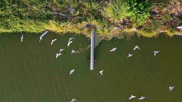 Weiß Reiher Vögel suchen Essen in der Nähe von Aquakultur Fisch Teich beim Malaysia video