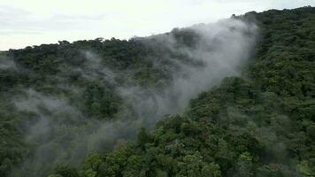 aéreo mosca hacia nubes suavemente flotante en medio de el alto arboles a bosque a Cameron tierras altas video