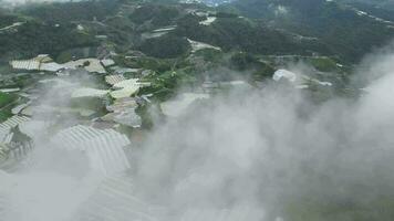 drone coup vue Matin brouillard nuage à légume ferme video