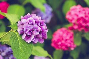 floreciente púrpura y rosado hortensia o hortensia foto