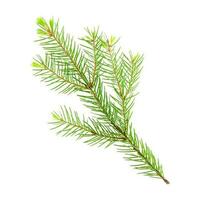 Fir tree branch with young needles sprouts isolated on a white background. Stock photo