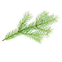 Fir tree branch isolated on a white background. Stock photo