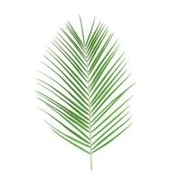 Palm leaf isolated on a white background. Stock photo