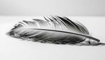 Feathered elegance animal wing decoration in monochrome simplicity generated by AI photo