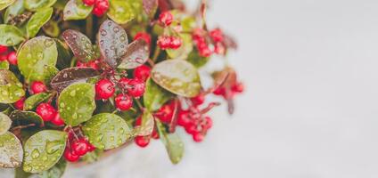 Wintergreen plant with red berries after rain photo