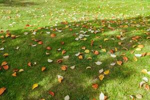 Atumn red and yellow fallen leaves on green grass. Gardening during fall season. Cleaning lawn from leaves photo