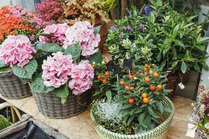 Red berries and pink hydrangea flowers decor in baskets in flower shop photo