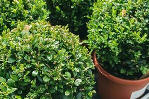 Young buxus sempervirens or box deco ball in plant farm. Ornamental boxwood plant photo