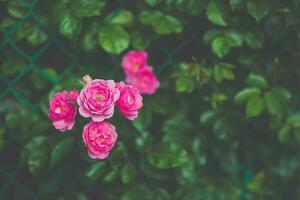 Pink climbing roses on fence blooming in garden photo