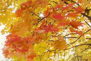 Yellow and red autumn maple leaves in park against sky, airy tree branches, closeup photo