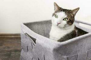 Cute domestic cat sitting in cozy gray felt basket, fall or winter season. White wall copy space photo