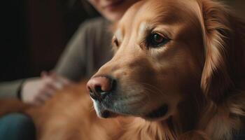 Cute puppy sitting, looking up, purebred retriever generated by AI photo